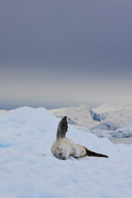 Crabeater Seal On Iceberg